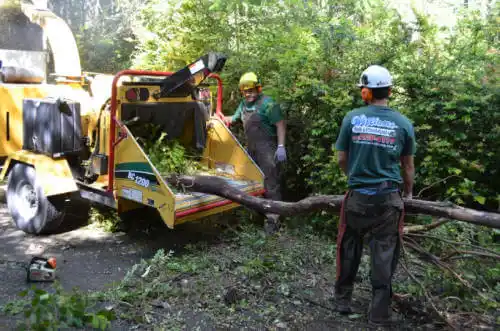 tree services Channel Lake